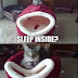 funny cat sleeping outside bed