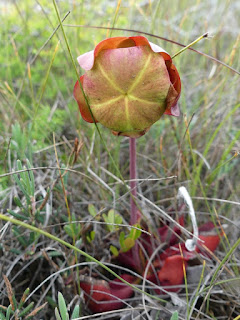 Sarracenia pourpre - Sarracenia purpurea