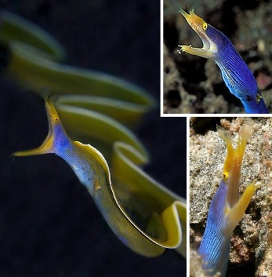 blue ribbon eel