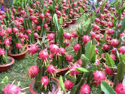 Cara Praktis Bercocok Tanam Buah Naga 