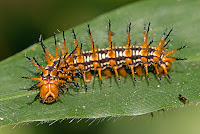 Acraea issoria larva