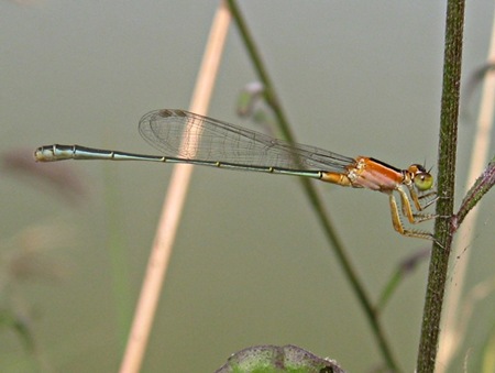capung jarum/Damselfly_Ischnura senegalensis (female/betina) - Common Bluetail -  Marsh Bluetail - Ubiquitous Bluetail -  African Bluetail -  Senegal Golden Dartlet
