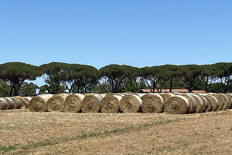 Parco regionale della Maremma