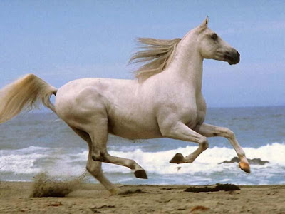 White horse running Desktop wallpaper HQ