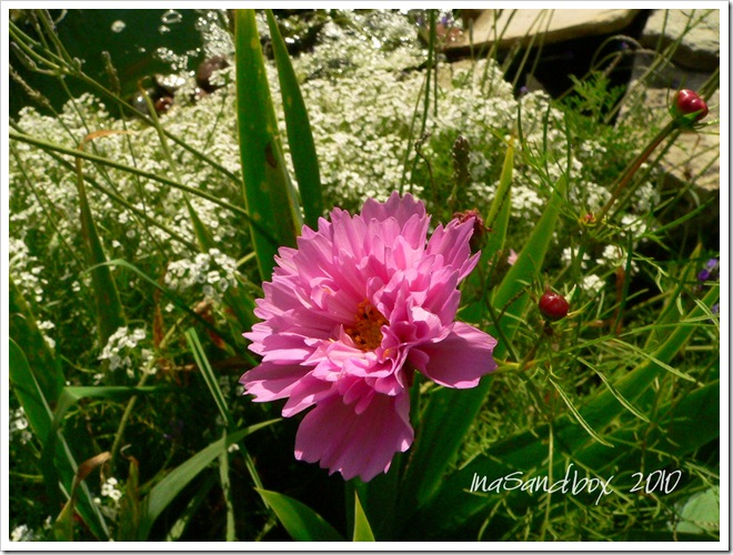 cosmos bon bon 9-13with logo