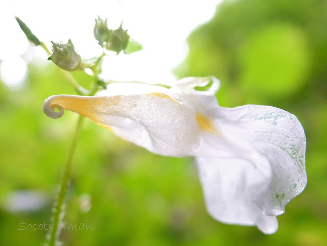 Impatiens textori