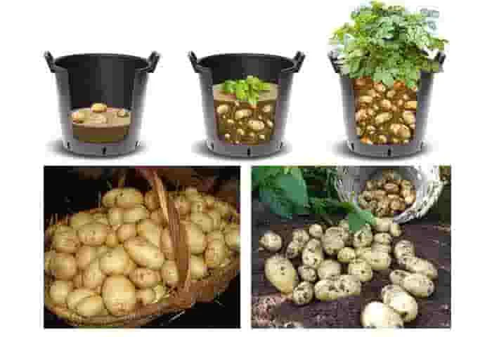 News, News-Malayalam-News, National, National-News, Agriculture, Agriculture-News, Grow Your Own Potatoes in Containers: A Step-by-Step Urban Gardening Guide.