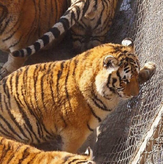 Harimau Obesiti Di China, Chubby tigers in Harbin, harimau gemuk, haiwan buas gemuk