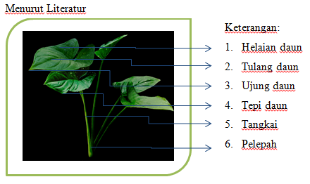 Maulidious Blog Daun  tunggal dan  bagian  bagiannya 