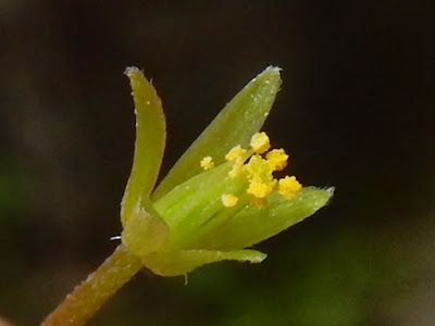 酢漿草的雄蕊及雌蕊