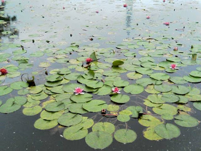 水蓮の花