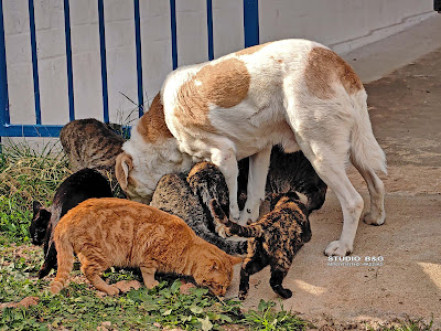 ΝΑΥΠΛΙΟ