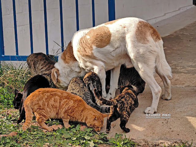 ΝΑΥΠΛΙΟ