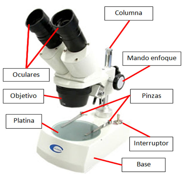 Resultado de imagen para lupa binocular partes