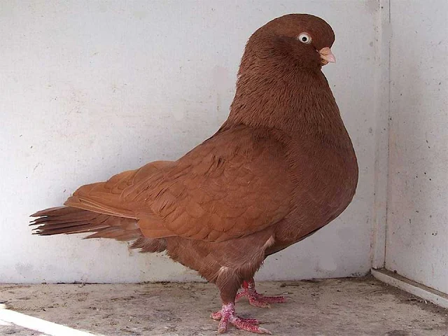 pigeon, domestic pigeon, carrier pigeon, Red Australian Performing Tumbler