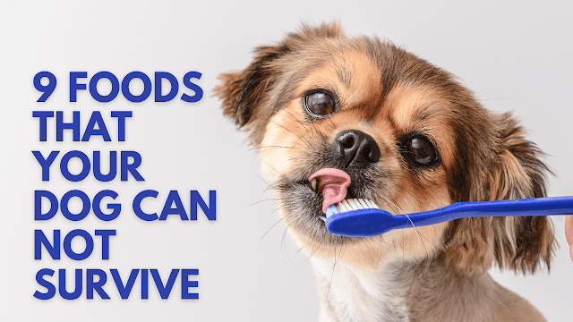 9 Foods That Your Dog Can Not Survive