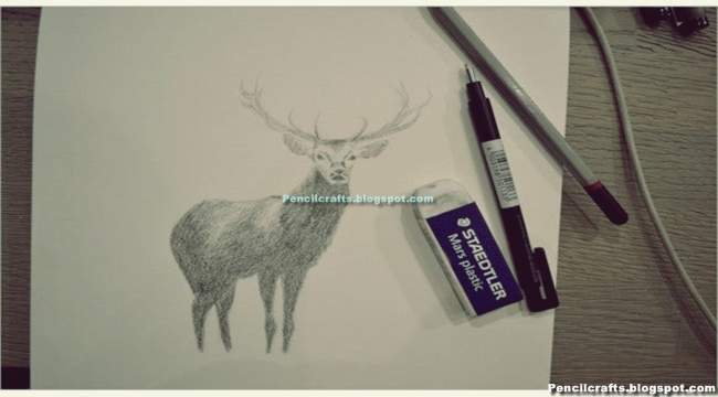Cool Deer Drawings