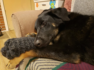 Image of Monty sleeping on a couch with his head & paws resting on a hand-knitted toque. He looks tuckered out after a long hike.