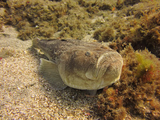 Diving in Tenerife