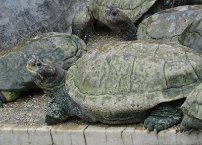 Giant Asian pond turtle (Heosemys grandis)