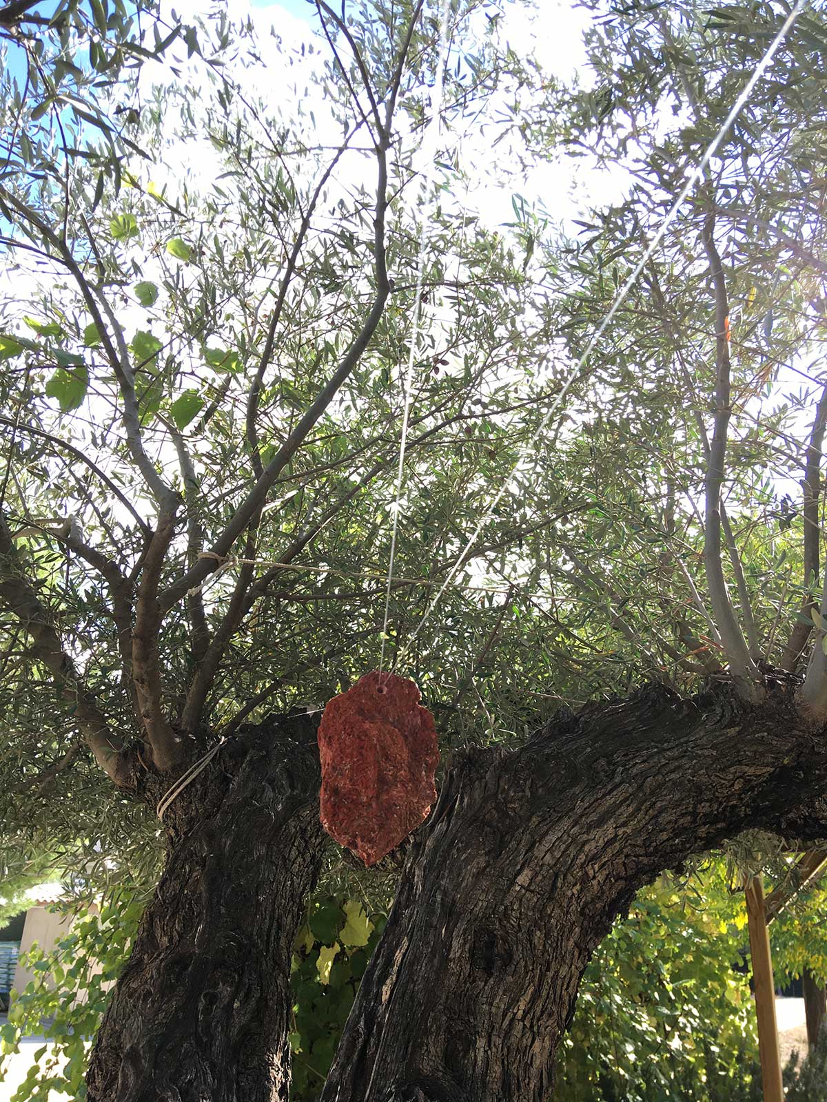 yeso rojo colgada en olivo