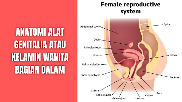 Anatomi Alat Genitalia Atau Kelamin Wanita Bagian Dalam Pada alat genitalia wanita bagian dalam ditemukan beberapa bagian yang diantaranya adalah sebagai berikut :  Vagina Vagina adalah suatu tuba berdinding tipis yang dapat melipat dan mampu meregang secara luas karena tonjolan serviks ke bagian atas vagina. Panjang dinding anterior vagina hanya sekitar 9 cm, sedangkan panjang dinding posterior 11 cm. Vagina terletak di depan rectum dan di belakang kandung kemih. Vagina merupakan saluran muskulomembraneus yang menghubungkan rahim dengan vulva. Jaringan muskulusnya merupakan kelanjutan dari muskulus sfingter ani dan muskulus levator ani oleh karena itu dapat dikendalikan.  Pada dinding vagina terdapat lipatan-lipatan melintang disebut rugae dan terutama di bagian bawah. Pada puncak (ujung) vagina menonjol serviks pada bagian uterus. Bagian servik yang menonjol ke dalam vagina di sebut portio. Portio uteri membagi puncak vagina menjadi empat yaitu: fornik anterior, fornik posterior, fornik dekstra, fornik sinistra.  Sel dinding vagina mengandung banyak glikogen yang menghasilkan asam susu dengan PH 4,5. Keasaman vagina memberikan proteksi terhadap infeksi. Fungsi utama vagina yaitu sebagai saluran untuk mengeluarkan lendir uterus dan darah menstruasi, alat hubungan seks dan jalan lahir pada waktu persalinan.    Uterus Uterus adalah jaringan otot yang kuat, berdinding tebal, muskular, pipih, cekung dan tampak seperti bola lampu / buah peer terbalik yang terletak di 10 pelvis minor di antara kandung kemih dan rectum. Uterus normal memiliki bentuk simetris, nyeri bila ditekan, licin dan teraba padat.  Uterus terdiri dari tiga bagian yaitu: fundus uteri yaitu bagian corpus uteri yang terletak di atas kedua pangkal tuba fallopi, corpus uteri merupakan bagian utama yang mengelilingi kavum uteri dan berbentuk segitiga, dan seviks uteri yang berbentuk silinder. Dinding belakang, dinding depan dan bagian atas tertutup peritoneum sedangkan bagian bawahnya berhubungan dengan kandung kemih.  Untuk mempertahankan posisinya uterus disangga beberapa ligamentum, jaringan ikat dan peritoneum. Ukuran uterus tergantung dari usia wanita, pada anak-anak ukuran uterus sekitar 2-3 cm, nullipara 6-8 cm, dan multipara 8-9 cm. Dinding uterus terdiri dari tiga lapisan yaitu peritoneum, miometrium / lapisan otot, dan endometrium.  Peritoneum Meliputi dinding rahim bagian luar Menutupi bagian luar uterus Merupakan penebalan yang diisi jaringan ikat dan pembuluh darah limfe dan urat saraf Meliputi tuba dan mencapai dinding abdomen Lapisan otot Lapisan luar: seperti “Kap”melengkung dari fundus uteri menuju ligamentum Lapisan dalam: berasal dari osteum tuba uteri sampai osteum uteri internum Lapisan tengah: terletak di antara kedua lapisan tersebut membentuk lapisan tebal anyaman serabut otot rahim. Lapisan tengah ditembus oleh pembuluh darah arteri dan vena. Lengkungan serabut otot ini membentuk angka dan sehingga saat terjadi kontraksi pembuluh darah terjepit rapat dengan demikian perdarahan dapat terhenti. Semakin ke arah serviks otot rahim makin berkurang dan jaringan ikatnya bertambah. Bagian rahim yang terletak antara osteum uteri internum anatomikum yang merupakan batas dan kavum uteri dan kanalis servikalis dengan osteum uteri histologikum (dimana terjadi perubahan selaput lendir kavum uteri menjadi selaput lendir serviks) disebut istmus. Istmus uteri ini akan menjadi segmen bawah rahim dan meregang saat persalinan.  Kedudukan uterus dalam tulang panggul ditentukan oleh tonus otot rahim sendiri, tonus ligamentum yang menyangga, tonus otot-otot dasar panggul, ligamentum yang menyangga uterus adalah ligamentum latum, ligamentum rotundum (teres uteri) ligamentum infindibulo pelvikum (suspensorium ovarii) ligamentum kardinale machenrod, ligamentum sacro uterinum dan ligamentum uterinum.  Ligamentum latum Merupakan lipatan peritoneum kanan dan kiri uterus meluas sampai ke dinding panggul Ruang antara kedua lipatan berisi jaringan ikat longgar dan mengandung pembuluh darah limfe dan ureter Ligamentum latum seolah-olah tergantung pada tuba fallopi Ligamentum rotundum (teres uteri) Mulai sedikit kaudal dari insersi tuba menuju kanalis inguinalis dan mencapai labia mayus Terdiri dari otot polos dan jaringan ikat Fungsinya menahan uterus dalam posisi antefleksi Ligamentum infundibulo pelvikum Terbentang dari infundibulum dan ovarium menuju dinding panggul Menggantung uterus ke dinding panggul Antara tuba fallopi dan ovarium terdapat ligamentum ovarii proprium Ligamentum kardinale machenrod Dari serviks setinggi osteum uteri internum menuju panggul Menghalangi pergerakan uterus ke kanan dan ke kiri Tempat masuknya pembuluh darah menuju uterus Ligamentum sacro uterinum Merupakan penebalan dari ligamentum kardinale machenrod menuju os sacrum  Ligamentum vesika uterinum Dari uterus menuju ke kandung kemih Merupakan jaringan ikat yang agak longgar sehingga dapat mengikuti perkembangan uterus saat hamil dan persalinan Pembuluh darah uterus Arteri uterina asenden yang menuju corpus uteri sepanjang dinding lateral dan memberikan cabangnya menuju uterus dan di dasar endometrium membentuk arteri spinalis uteri Di bagian atas ada arteri ovarika untuk memberikan darah pada tuba fallopi dan ovarium melalui ramus tubarius dan ramus ovarika. Susunan saraf uterus Kontraksi otot rahim bersifat otonom dan dikendalikan oleh saraf simpatis dan parasimpatis melalui ganglion servikalis fronkenhouser yang terletak pada pertemuan ligamentum sakro uterinum.    Tuba Fallopi Tuba fallopi adalah saluran ovum yang terentang antara kornu uterine hingga suatu tempat dekat ovarium dan merupakan jalan ovum mencapai rongga uterus. terletak di tepi atas ligamentum latum berjalan ke arah lateral mulai dari osteum tubae internum pada dinding rahim. Panjang tuba fallopi 12cm diameter 3-8cm. Dinding tuba terdiri dari tiga lapisan yaitu serosa, muskular, serta mukosa dengan epitel bersilia.  Tuba fallopi terdiri atas : Pars interstitialis (intramularis) terletak di antara otot rahim mulai dari osteum internum tuba. Pars istmika tubae, bagian tuba yang berada di luar uterus dan merupakan bagian yang paling sempit. Pars ampuralis tubae, bagian tuba yang paling luas dan berbentuk “s”. Pars infindibulo tubae, bagian akhir tubae yang memiliki lumbai yang disebut fimbriae tubae. Fungsi tuba fallopi : Sebagai jalan transportasi ovum dari ovarium sampai kavum uteri. Untuk menangkap ovum yang dilepaskan saat ovulasi. Sebagai saluran dari spermatozoa ovum dan hasil konsepsi. Tempat terjadinya konsepsi. Tempat pertumbuahn dan perkembangan hasil konsepsi sampai mencapai bentuk blastula yang siap mengadakan implantasi.   Ovarium Ovarium berfungsi dalam pembentukan dan pematangan folikel menjadi ovum, ovulasi, sintesis, dan sekresi hormon – hormon steroid.   Letak dari ovarium ke arah uterus bergantung pada ligamentum infundibulo pelvikum dan melekat pada ligamentum latum melalui mesovarium.  Jenis dari ovarium ada 2 bagian yang diantaranya adalah :  Korteks ovarii Mengandung folikel primordial Berbagai fase pertumbuhan folikel menuju folikel de graff Terdapat corpus luteum dan albikantes Medula ovarii Terdapat pembuluh darah dan limfe Terdapat serat saraf   Parametrium Parametrium adalah jaringan ikat yang terdapat di antara ke dua lembar ligamentum latum.  Batasan parametrium : Bagian atas terdapat tuba fallopi dengan mesosalping Bagian depan mengandung ligamentum teres uteri Bagian kaudal berhubungan dengan mesometrium. Bagian belakang terdapat ligamentum ovarii   Nah itu dia bahasan dari anatomi alat genitalia atau kelamin wanita bagian dalam, melalui bahasan di atas bisa diketahui mengenai anatomi alat genitalia atau kelamin wanita bagian dalam seperti Vagina, Uterus, Tuba Fallopi, Ovarium, dan Parametrium. Mungkin hanya itu yang bisa disampaikan di dalam artikel ini, mohon maaf bila terjadi kesalahan di dalam penulisan, dan terimakasih telah membaca artikel ini."God Bless and Protect Us"