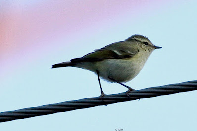 Hume's Warbler