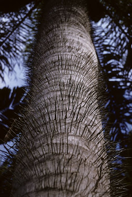 Coyol Acrocomia aculeata