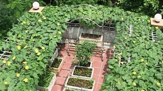Thiết kế vườn rau đẹp trên sân thượng cho lớp học