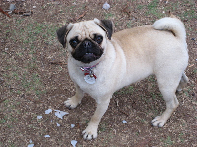 Most Beautiful Mixed Breed Dogs: 7 Most Cutest Pugs