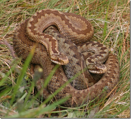 ataque2
