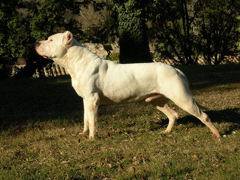 dogo argentino breeders in california. dogo argentino breeders in