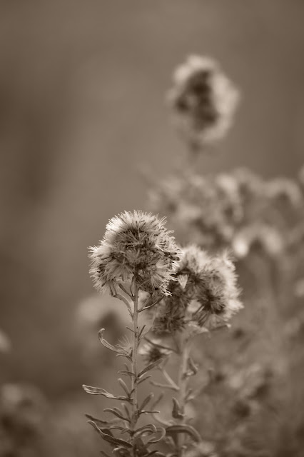 amy myers, handmakers world, handmaker's world, small sunny garden, desert, photography