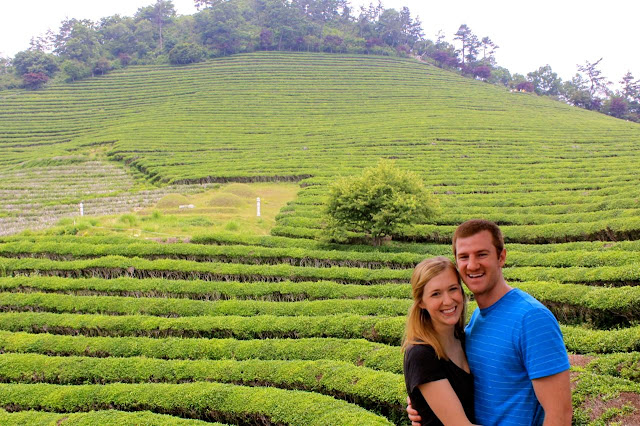 Boseong Green Tea Fields