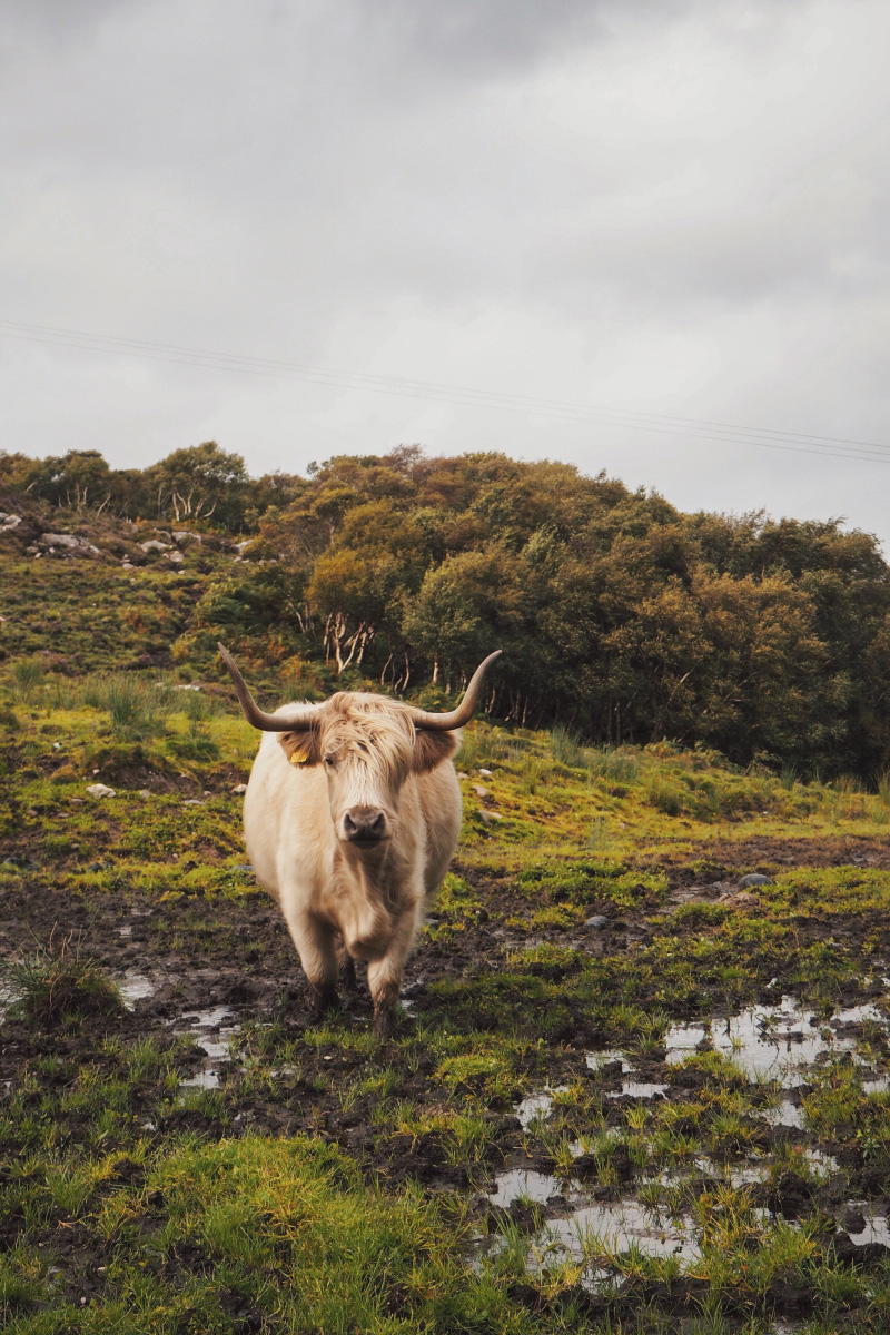 Vache des Highlands