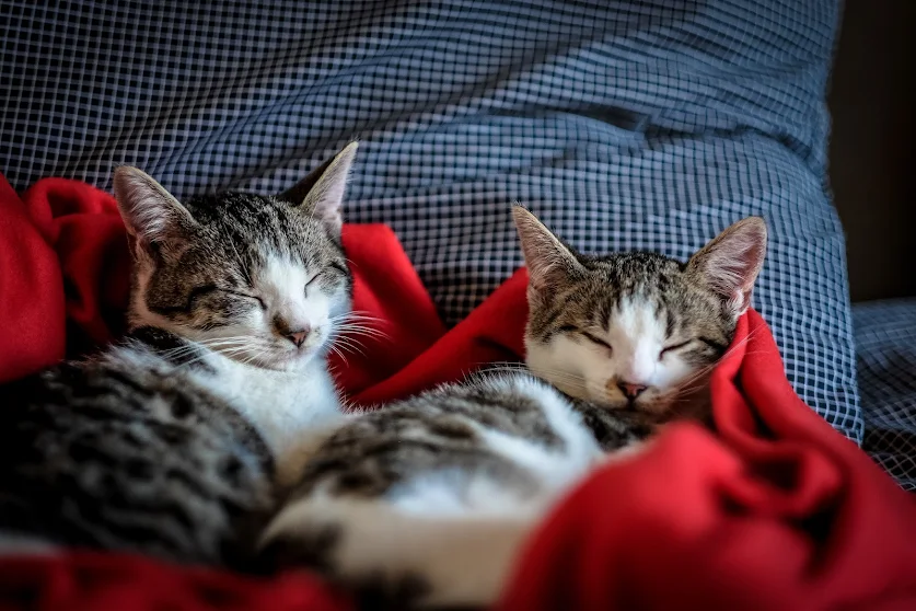 gatos dormindo, por que gatos dormem muito, blog comunicat, comunicat, gatos, cats
