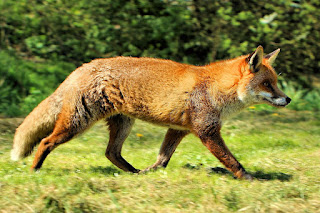 Fun Facts about Red Fox
