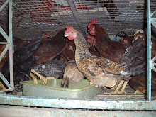 Chickens in  cages the market for slaughter