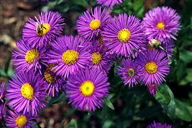 Erigeron 'Dunkelste Aller'