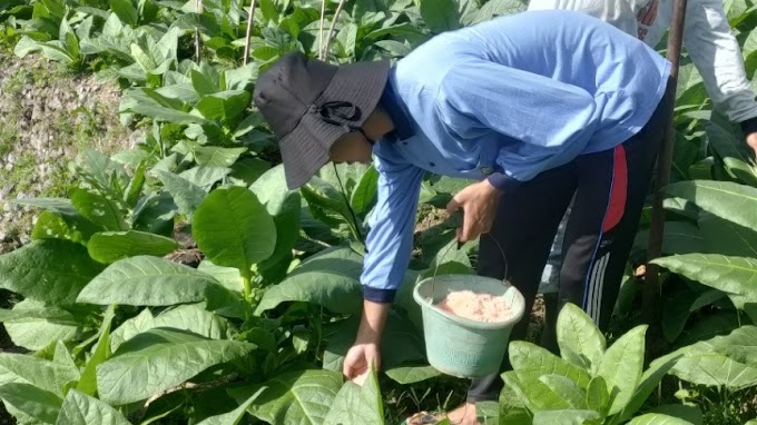 Rahasia Tlilir, Tembakau Temanggung yang Tak Semua Warga Bisa Menanamnya