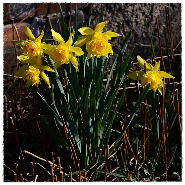 Jonquilles doubles