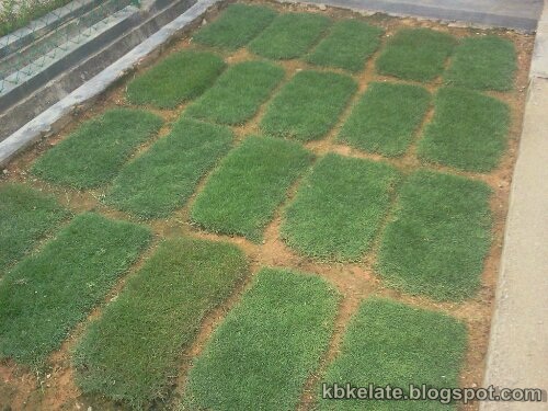  Rumput Karpet  Murah Rumput Padang Bersih Kawasan Rumah 