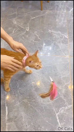 Funny Cat GIF • Ginger cat playing hard with his feather collar toy, haha! [ok-cats.com]