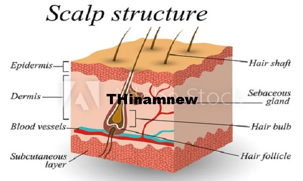 ஸ்கால்ப்பை - Scalp