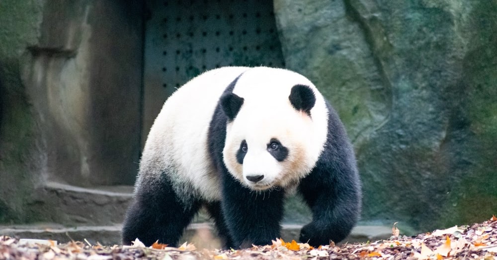 Deskripsi (CiriCiri & Jenis) Hewan Panda dalam Bahasa