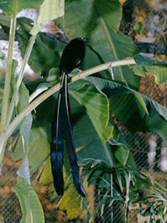 bird of paradise