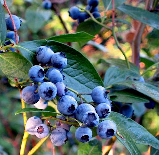  Vaccinium corymbosum