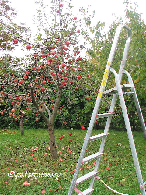 zbieranie jabłek, ogród przydomowy