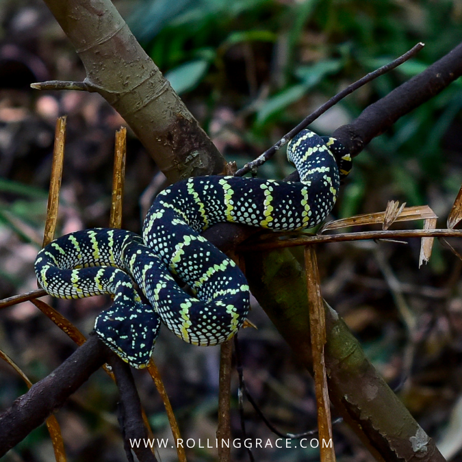 Taman Negara animals