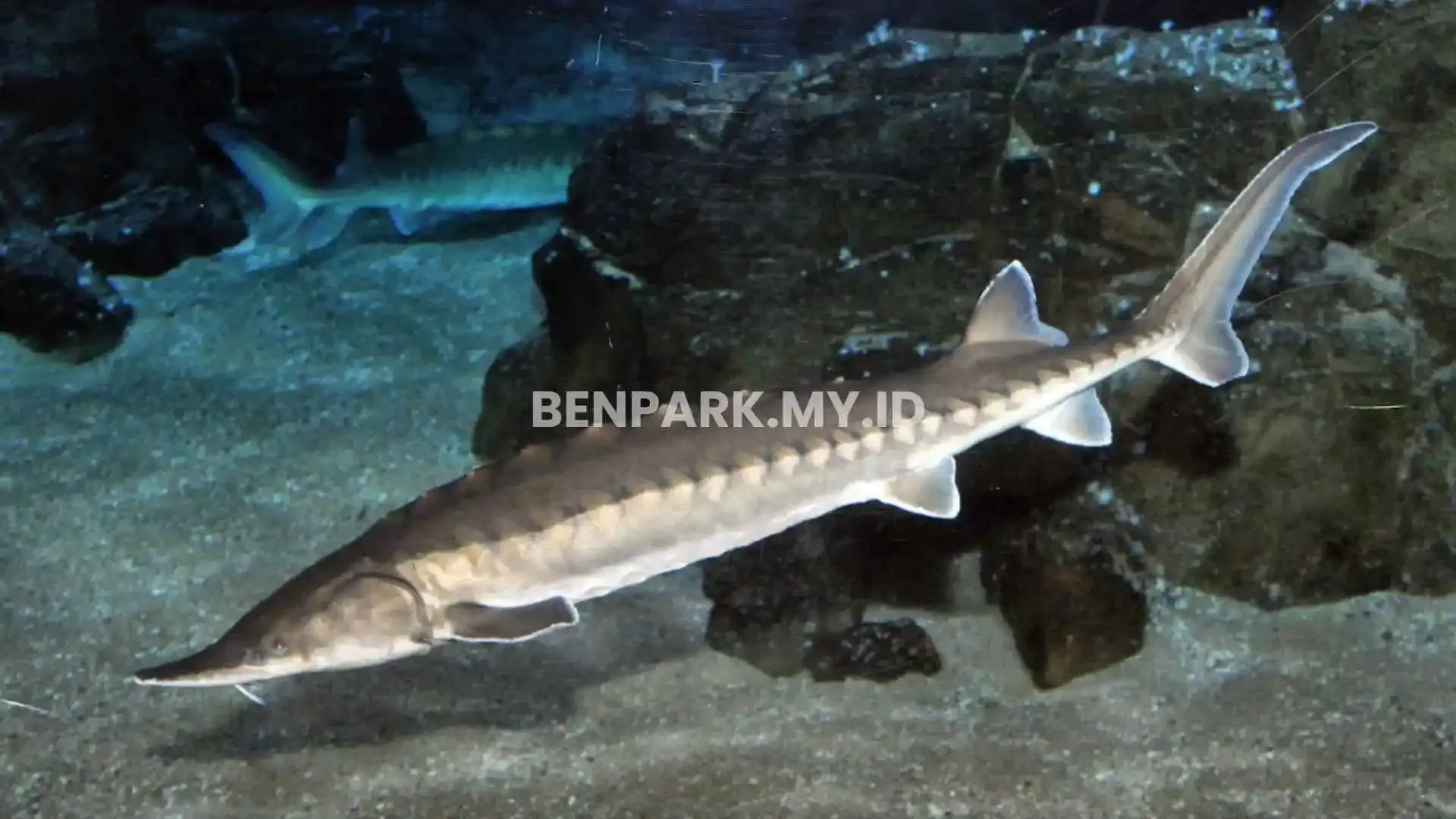 Ikan Predator Air Tawar Tipe Bawah